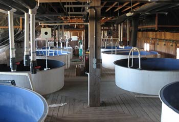 Anadromous Fish Research Facility Tanks