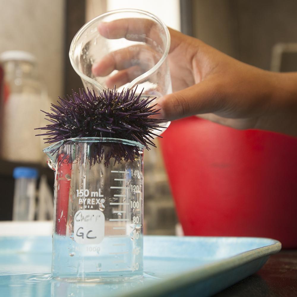 In a lab setting, a large clear glass beaker holds a purple sea urchin, which is suspended by the lip of the beaker. A hand is coming into the frame from the right side and pouring a clear liquid over the urchin.