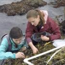 Two people crouching down on a rocky mussel bed conducting a survey.