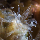 An active northern star coral under a microscope