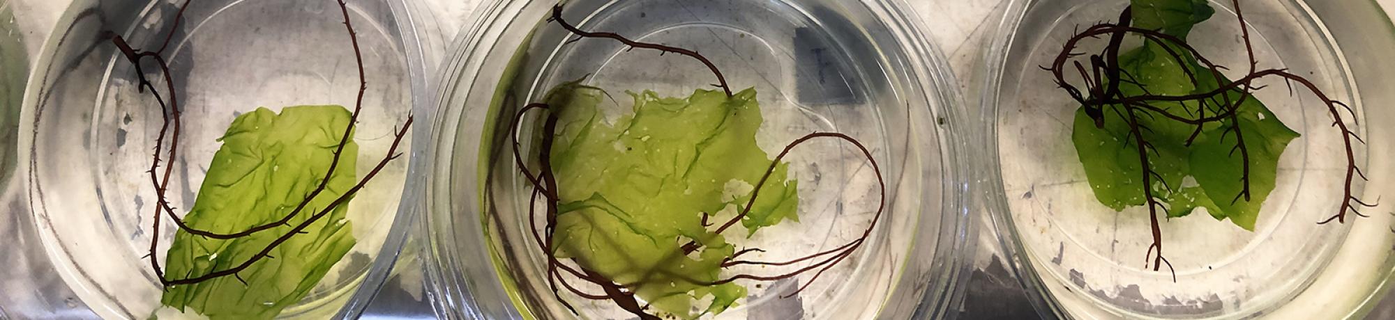A downward view of several glass containers holding samples of kelp